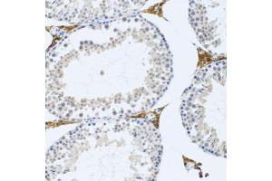 Immunohistochemistry of paraffin-embedded mouse testis using FMOD antibody (ABIN2562633) at dilution of 1:100 (20x lens). (Fibromodulin 抗体)