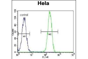 N Antibody (C-term) (ABIN389343 and ABIN2839452) flow cytometric analysis of Hela cells (right histogram) compared to a negative control cell (left histogram). (NPM1 抗体  (C-Term))