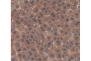 IHC-P analysis of Rat Tissue, with DAB staining. (Factor XI 抗体  (AA 275-516))