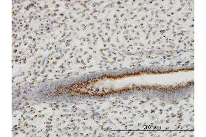 Immunoperoxidase of monoclonal antibody to GOLM1 on formalin-fixed paraffin-embedded human endometrium. (GOLM1 抗体  (AA 302-401))