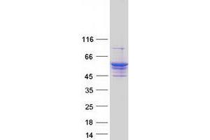 Validation with Western Blot (LPCAT4 Protein (Myc-DYKDDDDK Tag))