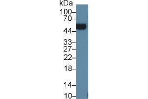 Western Blotting (WB) image for anti-Orosomucoid 2 (ORM2) (AA 19-207) antibody (ABIN7436921)