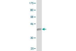 Western Blot detection against Immunogen (39. (ISCA1 抗体  (AA 1-129))