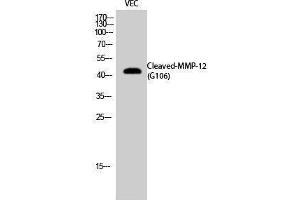 Western Blotting (WB) image for anti-Matrix Metallopeptidase 12 (Macrophage Elastase) (MMP12) (cleaved), (Gly106) antibody (ABIN3181812) (MMP12 抗体  (cleaved, Gly106))
