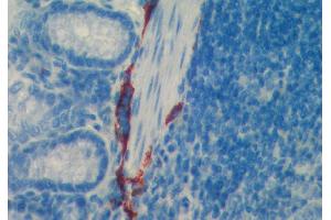 Paraffin section of mouse intestine stained with ABIN115689