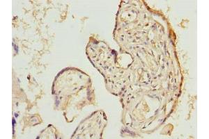 Immunohistochemistry of paraffin-embedded human placenta tissue using ABIN7165742 at dilution of 1:100 (LIX1 抗体  (AA 1-282))