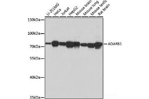 Western blot analysis of extracts of various cell lines using ADARB1 Polyclonal Antibody at dilution of 1:1000. (RED1 抗体)