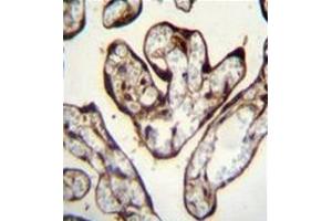 Formalin fixed and paraffin embedded human placenta tissue reacted with PYGO1 Antibody (C-term) followed by peroxidase conjugation of the secondary antibody and DAB staining. (PYGO1 抗体  (C-Term))