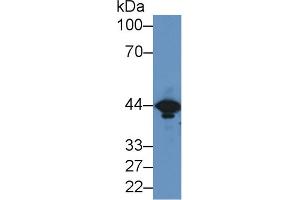 Western Blot; Sample: Mouse Brain lysate; ;Primary Ab: 2µg/ml Rabbit Anti-Mouse CKM Antibody;Second Ab: 0. (CKM 抗体  (AA 11-367))