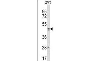 FB Antibody (C-term) (ABIN1537200 and ABIN2849929) western blot analysis in 293 cell line lysates (35 μg/lane). (FAM155B 抗体  (C-Term))