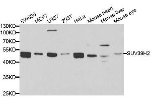Western blot analysis of extracts of various cell lines, using SUV39H2 antibody.