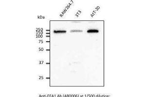 Immunostaining of Hepa1-6 cells With EEAI antibody at 1/50 dilution. (EEA1 抗体  (C-Term))