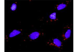 Proximity Ligation Analysis of protein-protein interactions between BDNF and NTF4. (Neurotrophin 4 抗体  (AA 1-210))