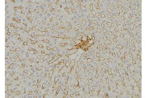 ABIN6279542 at 1/100 staining Mouse liver tissue by IHC-P. (IMMP2L 抗体  (Internal Region))
