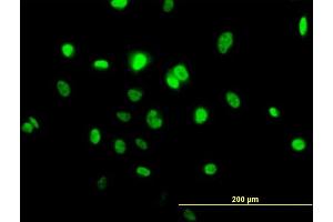 Immunofluorescence of purified MaxPab antibody to TOB1 on HeLa cell. (Protein Tob1 (TOB1) (AA 1-345) 抗体)