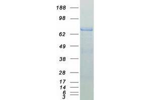 Western Blotting (WB) image for Protein-tyrosine Phosphatase 1C (PTPN6) (Transcript Variant 1) protein (Myc-DYKDDDDK Tag) (ABIN2730119)