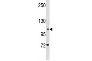 DOG1 antibody western blot analysis in K562 lysate (ANO1 抗体  (AA 453-482))