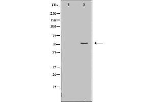 Western blot analysis of extracts of HL60, using FGR antibody. (Fgr 抗体  (Internal Region))