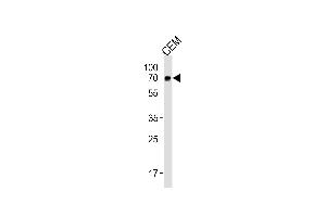 GBP2 Antibody (Center) (ABIN1881366 and ABIN2843448) western blot analysis in CEM cell line lysates (35 μg/lane). (GBP2 抗体  (AA 192-220))