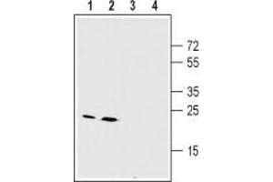 Western blot analysis of mouse (lanes 1 and 3) and rat (lanes 2 and 4) liver membranes: - 1,2. (GJB2 抗体  (Cytoplasmic Loop, Intracellular))