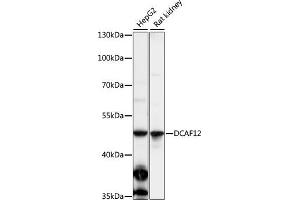 Western blot analysis of extracts of various cell lines, using DC antibody (ABIN7266681) at 1:1000 dilution. (DCAF12 抗体  (AA 1-85))