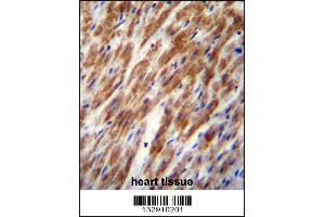 CHI3L2 Antibody immunohistochemistry analysis in formalin fixed and paraffin embedded human heart tissue followed by peroxidase conjugation of the secondary antibody and DAB staining. (CHI3L2 抗体  (N-Term))