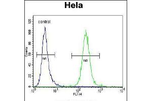 Flow cytometric analysis of Hela cells (right histogram) compared to a negative control cell (left histogram). (POLR1B 抗体  (N-Term))