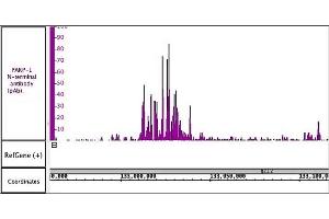 PARP-1 N-terminal antibody (pAb) antibody (rAb) tested by ChIP-Seq. (PARP1 抗体  (N-Term))
