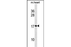 DL1 Antibody (N-term) 19848a western blot analysis in mouse heart tissue lysates (35 μg/lane). (DAPL1 抗体  (N-Term))