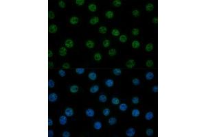 Immunofluorescence (IF) image for anti-General Transcription Factor IIB (GTF2B) (AA 50-150) antibody (ABIN7267370)