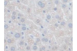 DAB staining on IHC-P; Samples: Mouse Liver Tissue (GFER 抗体  (AA 13-198))