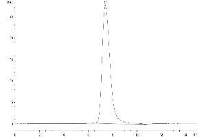 The purity of Human CD200 is greater than 95 % as determined by SEC-HPLC. (CD200 Protein (CD200) (His tag))