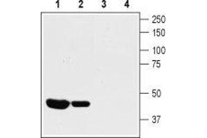 Western blot analysis of rat (lanes 1 and 3) and mouse (lanes 2 and 4) heart lysates: - 1,2. (KCNA10 抗体  (Intracellular, N-Term))