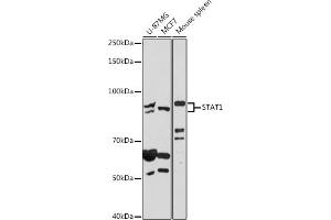 Western blot analysis of extracts of various cell lines, using ST antibody (ABIN6128749, ABIN6148564, ABIN6148566 and ABIN6215937) at 1:500 dilution. (STAT1 抗体  (AA 513-712))