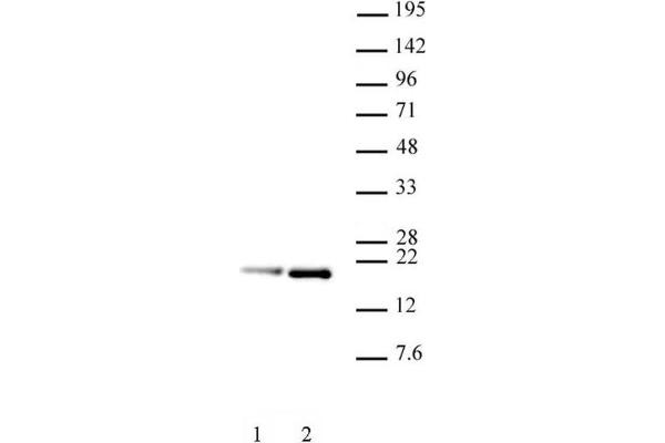 Histone H3.1 抗体  (pSer28, Ser28)
