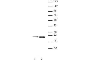 Histone H3. (Histone H3.1 抗体  (pSer28, Ser28))