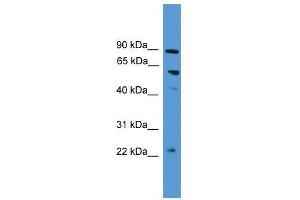 PDZK1 antibody used at 0. (PDZK1 抗体  (N-Term))