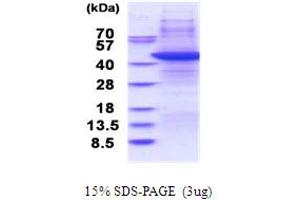 SDS-PAGE (SDS) image for TAR (HIV-1) RNA Binding Protein 2 (TARBP2) (AA 1-345) protein (ABIN5853732)