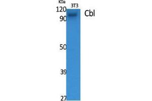 Western Blot (WB) analysis of specific cells using Cbl Polyclonal Antibody. (CBL 抗体  (Ser207))