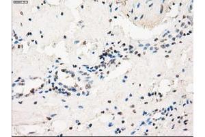 Image no. 5 for anti-Fc gamma RII (CD32) antibody (ABIN1497254) (Fc gamma RII (CD32) 抗体)