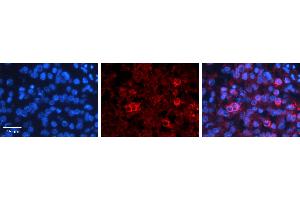 Immunohistochemistry (IHC) image for anti-Prostaglandin-Endoperoxide Synthase 1 (Prostaglandin G/H Synthase and Cyclooxygenase) (PTGS1) (Middle Region) antibody (ABIN2777019)