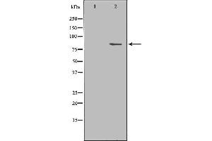 Western blot analysis of Mouse brain lysate, using SH2B1 Antibody. (SH2B1 抗体  (Internal Region))