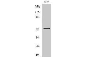 Western Blotting (WB) image for anti-Carboxypeptidase M (CPM) (Internal Region) antibody (ABIN3180555) (CPM 抗体  (Internal Region))
