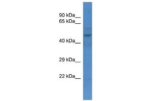 WB Suggested Anti-Slc16a3 Antibody   Titration: 1. (SLC16A3 抗体  (N-Term))