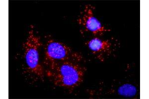 Proximity Ligation Analysis of protein-protein interactions between NCK1 and BLNK. (B-Cell Linker 抗体  (AA 301-400))