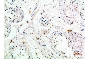 Immunohistochemical analysis of paraffin-embedded human-testis, antibody was diluted at 1:200 (PMCH 抗体  (AA 112-161))