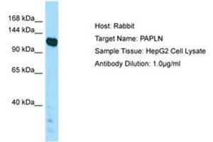 Image no. 1 for anti-Papilin, Proteoglycan-Like Sulfated Glycoprotein (PAPLN) (AA 921-970) antibody (ABIN6750032) (PAPLN 抗体  (AA 921-970))