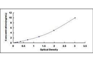 ELISA image for Crystallin, gamma F (CRYGF) ELISA Kit (ABIN1980560)