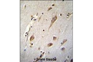 NXNL2 Antibody (Center) (ABIN654522 and ABIN2844244) immunohistochemistry analysis in formalin fixed and paraffin embedded human brain tissue followed by peroxidase conjugation of the secondary antibody and DAB staining. (NXNL2 抗体  (AA 80-108))