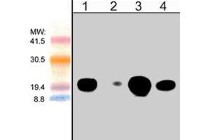 Western blot analysis of human Jurkat cells (lanes 1 & 2) and mouse brain (lanes 3 & 4). (CDC42 抗体)